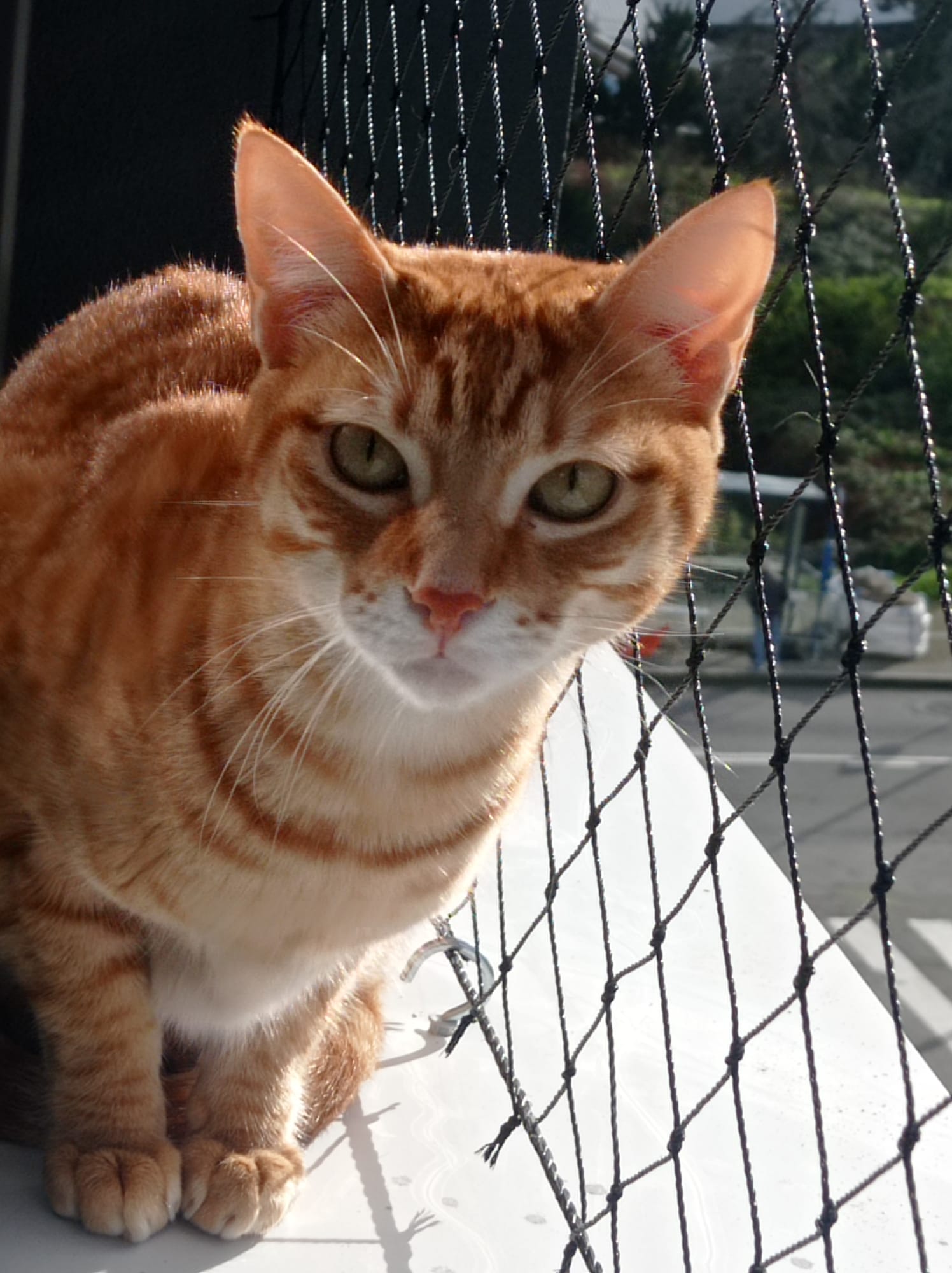 Redes para Gatos Barcelona